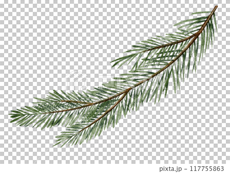 Watercolor illustration of Pine or Fir branches. Drawing with evergreen Christmas tree on isolated background for New Year greeting cards or holiday invitations. Coniferous twigs for xmas postcards. Watercolor illustration of Pine or Fir branches. Drawing with evergreen Christmas tree on isolated background for New Year greeting cards or holiday invitations. Coniferous twigs for xmas postcards. 117755863