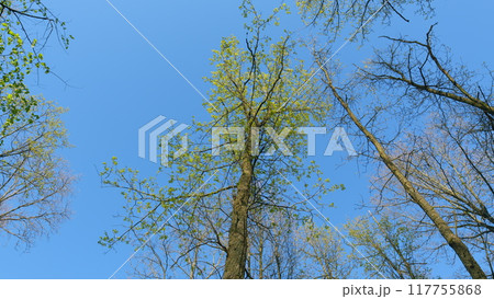 Young Tender Oak Foliage Swaying In Fresh Wind. Beautiful Oak Tree Foliage With Green Foliage. Summer Bright Background With A Branch And Leaves Of An Oak Close-Up Against A Blue Sky. Young Tender Oak Foliage Swaying In Fresh Wind. Beautiful Oak Tree Foliage With Green Foliage. Summer Bright Background With A Branch And Leaves Of An Oak Close-Up Against A Blue Sky. 117755868