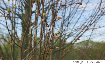 First Spring Buds On Branches. Branches Of Spring Trees Without Foliage Swaying In Wind Against A Blue Sky. First Spring Buds On Branches. Branches Of Spring Trees Without Foliage Swaying In Wind Against A Blue Sky. 117755873