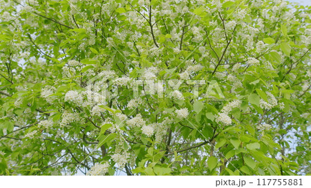 Fresh White Flowers. White Flowers On A Tree. Tree Branch Trembling In Wind. Bird Cherry Leaves In Wind. White Spring Flowers On Blured Background. Fresh White Flowers. White Flowers On A Tree. Tree Branch Trembling In Wind. Bird Cherry Leaves In Wind. White Spring Flowers On Blured Background. 117755881