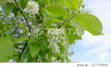 Bird Cherry Tree Blooming With White Flowers In Spring. Nice White Bird Cherry Spring Flowers Branch On Tree Nature Awakening. 117755882