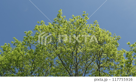 Travel Vacation Nature Concept. Summer Forest With Green Tops In Blue Sky. Looking Up At Tree Tops At Sunny Sky Background. Travel Vacation Nature Concept. Summer Forest With Green Tops In Blue Sky. Looking Up At Tree Tops At Sunny Sky Background. 117755916