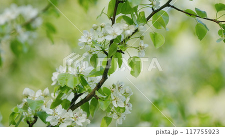 Green Foliage On A Pear Tree In Spring Bloom. White Flowers Bloom From March To April. Blooming White Pear Or Pear Flowers Under Morning Sunlight. 117755923