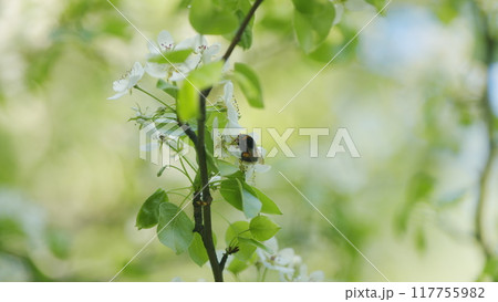Spring Came To Garden. Bumblebee Is Pollinating White Flowers On Pear Tree In A Natural Garden In Spring Season. Spring Has Begun. 117755982