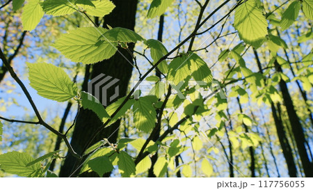 Abstract Nature Background With Sun Flare. Green Season Foliage. Wind Sways Branches Of Trees In Forest. Sun Shines Through Foliage Against Sky. 117756055