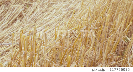 Wheat dry straw texture background, beveled wheat, cereal crops, top view 117756056