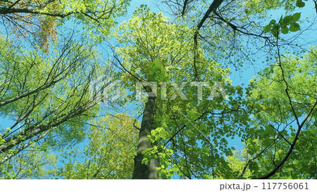 Forest Is A Natural Resource And Place For Recreation. Rich Green Leaves Of A Tree Waving. Travel Vacation Nature Concept. Forest Is A Natural Resource And Place For Recreation. Rich Green Leaves Of A Tree Waving. Travel Vacation Nature Concept. 117756061