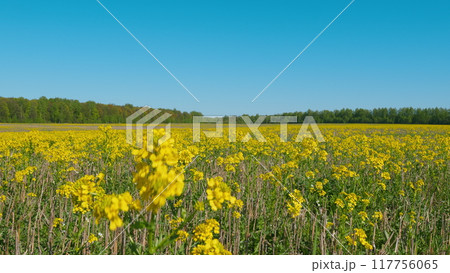 Blooming Field With Yellow Flowers. Field Yellow Colors A Lovely Summer Day. Large Yellow Field. Concept Of Nature And Flora. 117756065