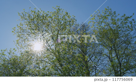 Beautiful Sun Shine Through Blowing On Wind Tree Green Leaves. Sunbeams Through Green Tree Branches. Landscape And Natural Environment Concept. Beautiful Sun Shine Through Blowing On Wind Tree Green Leaves. Sunbeams Through Green Tree Branches. Landscape And Natural Environment Concept. 117756069