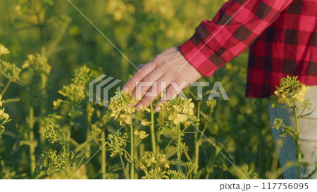 Female Hand Touches Rapeseed Flower At Sunset. Hand Of Young Woman Girl In A Checkered Shirt Touches Fresh Organic Yellow Flowers In Field At Sunset. 117756095