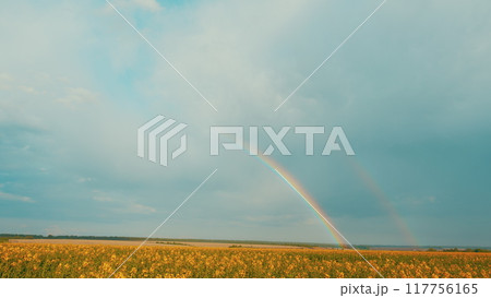 Rapeseed Flowers With Rain And Rainbow. In Wind Against A Golden Sun In Evening. Dark Yellow Rapeseed Flowers At Sunset. Captivating Scene Of Natural World. 117756165