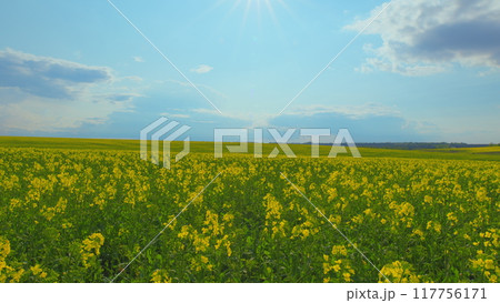 Yellow Flower Blossom Rapeseed Canola Agriculture Field. Flowering Rapeseed. Precision Farming And Stunning Rural Landscapes. Rapeseed Field In Bloom. 117756171