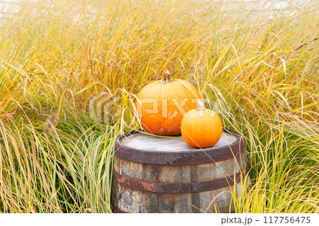 pumpkin patch at farm pumpkin patch at farm 117756475