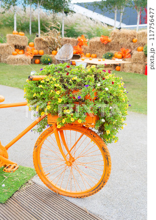 pumpkin patch at farm 117756477