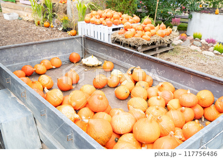 pumpkin patch at farm pumpkin patch at farm 117756486
