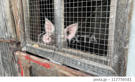 The piglet is in the barn behind the cage. The piglet is in the barn behind the cage. 117756581