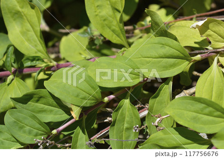 Double pink soapwort 117756676