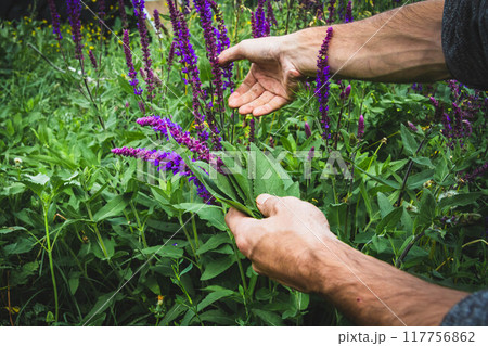Collection of medicinal herbs. The herbalist collects sage. Herbal treatment. 117756862