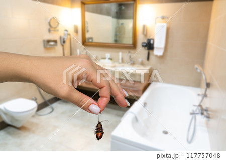 Female hand holding big dead cockroach over blurred background of bathroom. Concept of pest control 117757048