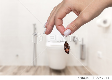 Hand holding big dead cockroach over blurred background of bathroom. Concept of pest control requirement 117757054