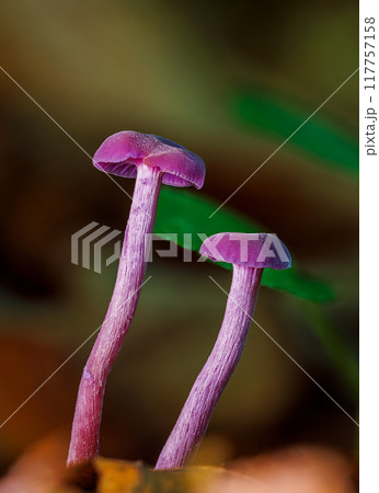 Laccaria amethystina, commonly known as the amethyst deceiver. Mushrooms close up Laccaria amethystina, commonly known as the amethyst deceiver. Mushrooms close up 117757158