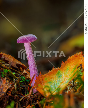 Laccaria amethystina, commonly known as the amethyst deceiver. Mushrooms close up Laccaria amethystina, commonly known as the amethyst deceiver. Mushrooms close up 117757159