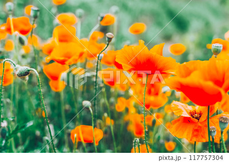 field of poppy flowers field of poppy flowers 117757304