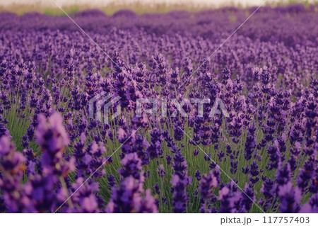 A sea of purple lavender flowers in full bloom, creating a fragrant and colorful landscape that stretches to the horizon 117757403