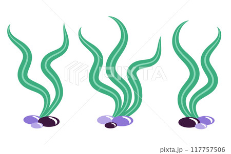 Green seaweeds set. Vector illustration isolated on white background. Ocean, sea plants concept. Element for print, banner, card, brochure, logo. Green seaweeds set. Vector illustration isolated on white background. Ocean, sea plants concept. Element for print, banner, card, brochure, logo. 117757506