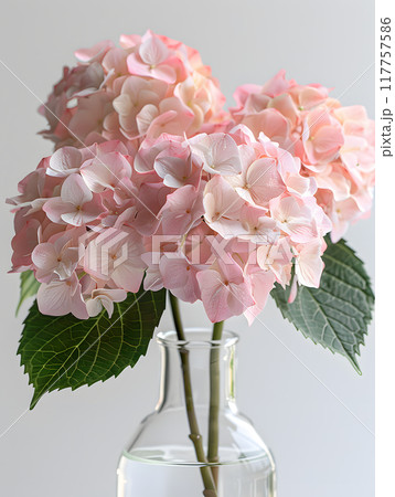 This image showcases a beautiful closeup of delicate pink hydrangea flowers arranged in a glass vase, a perfect addition to any decor with its elegant and natural beauty 117757586