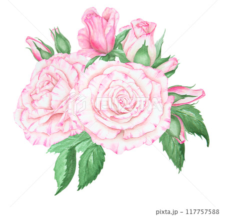 Light pink rose bouquet. Watercolor botanical illustration. Hand drawn clipart, cut out and isolated. Realistic flower drawing for delicate wedding prints, invitations, cards. Romantic design element. 117757588