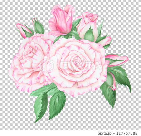 Light pink rose bouquet. Watercolor botanical illustration. Hand drawn clipart, cut out and isolated. Realistic flower drawing for delicate wedding prints, invitations, cards. Romantic design element. 117757588