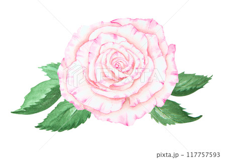 Light pink rose bouquet. Watercolor botanical illustration. Hand drawn clipart, cut out and isolated. Realistic flower drawing for delicate wedding prints, invitations, cards. Romantic design element. 117757593