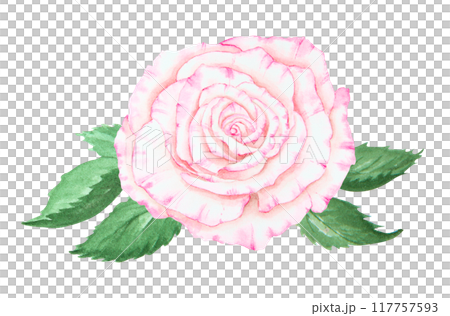 Light pink rose bouquet. Watercolor botanical illustration. Hand drawn clipart, cut out and isolated. Realistic flower drawing for delicate wedding prints, invitations, cards. Romantic design element. 117757593