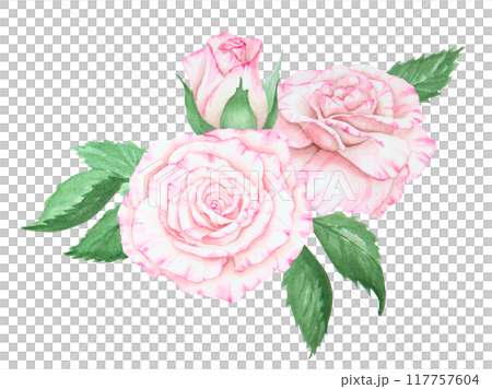 Light pink rose bouquet. Watercolor botanical illustration. Hand drawn clipart, cut out and isolated. Realistic flower drawing for delicate wedding prints, invitations, cards. Romantic design element. 117757604