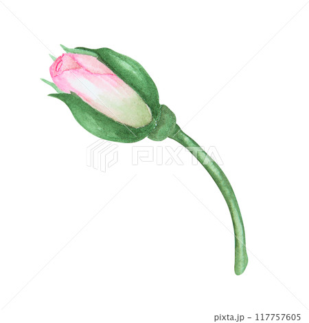 Light pink rose bud. Watercolor botanical illustration. Hand drawn clip art, cut out and isolated. Realistic flower drawing for delicate wedding prints, invitations, cards. Romantic design element. Light pink rose bud. Watercolor botanical illustration. Hand drawn clip art, cut out and isolated. Realistic flower drawing for delicate wedding prints, invitations, cards. Romantic design element. 117757605