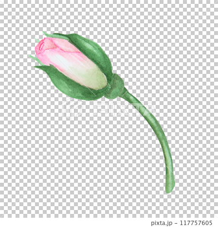Light pink rose bud. Watercolor botanical illustration. Hand drawn clip art, cut out and isolated. Realistic flower drawing for delicate wedding prints, invitations, cards. Romantic design element. Light pink rose bud. Watercolor botanical illustration. Hand drawn clip art, cut out and isolated. Realistic flower drawing for delicate wedding prints, invitations, cards. Romantic design element. 117757605