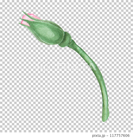 Light pink rose bud. Watercolor botanical illustration. Hand drawn clip art, cut out and isolated. Realistic flower drawing for delicate wedding prints, invitations, cards. Romantic design element. Light pink rose bud. Watercolor botanical illustration. Hand drawn clip art, cut out and isolated. Realistic flower drawing for delicate wedding prints, invitations, cards. Romantic design element. 117757606