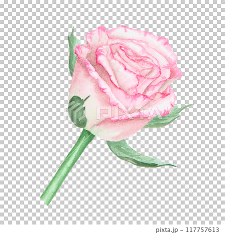 Light pink rose bud. Watercolor botanical illustration. Hand drawn clip art, cut out and isolated. Realistic flower drawing for delicate wedding prints, invitations, cards. Romantic design element. Light pink rose bud. Watercolor botanical illustration. Hand drawn clip art, cut out and isolated. Realistic flower drawing for delicate wedding prints, invitations, cards. Romantic design element. 117757613