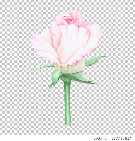 Light pink rose bud. Watercolor botanical illustration. Hand drawn clip art, cut out and isolated. Realistic flower drawing for delicate wedding prints, invitations, cards. Romantic design element. Light pink rose bud. Watercolor botanical illustration. Hand drawn clip art, cut out and isolated. Realistic flower drawing for delicate wedding prints, invitations, cards. Romantic design element. 117757614