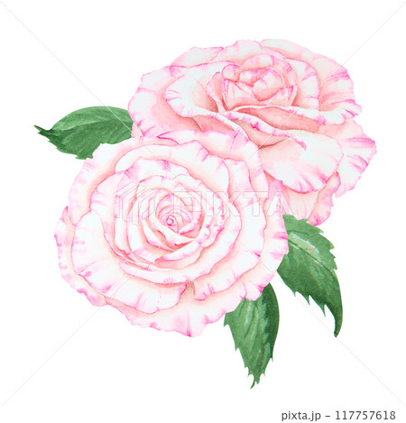 Light pink rose bouquet. Watercolor botanical illustration. Hand drawn clipart, cut out and isolated. Realistic flower drawing for delicate wedding prints, invitations, cards. Romantic design element. 117757618