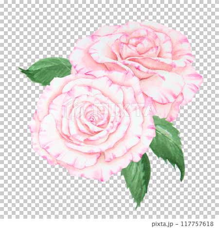 Light pink rose bouquet. Watercolor botanical illustration. Hand drawn clipart, cut out and isolated. Realistic flower drawing for delicate wedding prints, invitations, cards. Romantic design element. 117757618