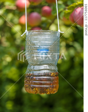 Home-made trap for hornets, wasps and other pest insects 117758065