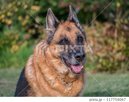 Portrait of German Shepherd posing in the garden 117758067