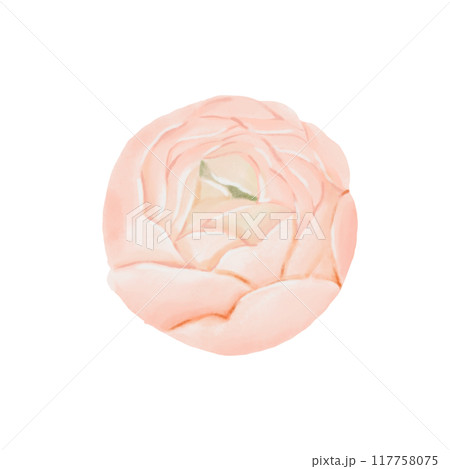 Iceland orange Poppy flower, side view isolated on white background. Watercolor hand drawn illustration. Botanical design element for cards, invitations, packaging prints. 117758075
