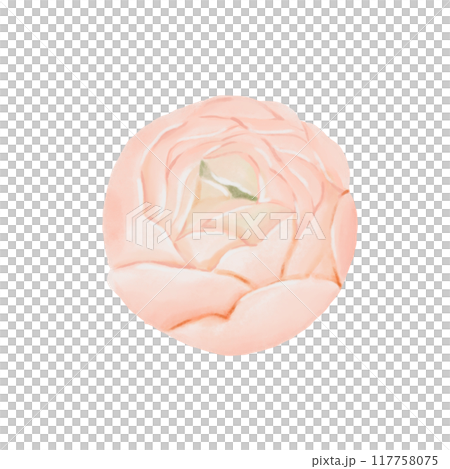 Iceland orange Poppy flower, side view isolated on white background. Watercolor hand drawn illustration. Botanical design element for cards, invitations, packaging prints. 117758075