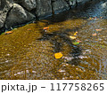 辰巳の庭の小川に浮かぶ秋の葉 117758265