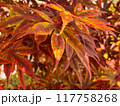辰巳の庭で色づき始めた紅葉の葉 117758268