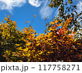 松本市辰巳の庭の紅葉と秋の青空 117758271