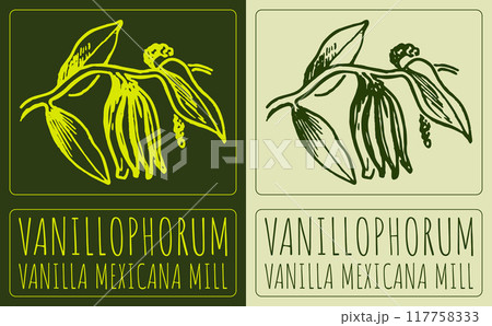 Vector drawing VANILLOPHORUM. Hand drawn illustration. Latin name is VANILLA MEXICANA MILL Vector drawing VANILLOPHORUM. Hand drawn illustration. Latin name is VANILLA MEXICANA MILL 117758333